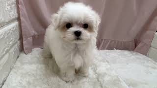 マルチーズの動画01