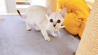 シンガプーラの動画02