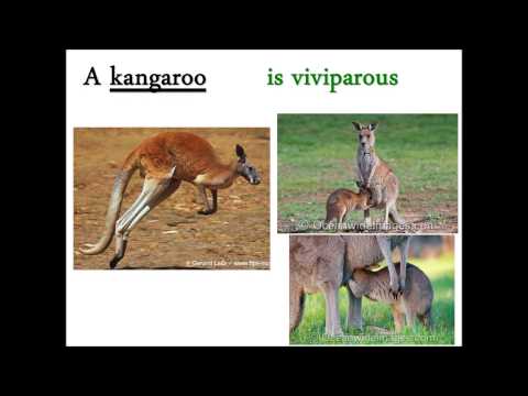 What are Viviparous and Oviparous Animals? Video Lecture | Study Science Class 8 - Class 8 | Best Video for Class 8 What are Viviparous and Oviparous Animals? Video Lecture | Study Science Class 8 - Class 8 | Best Video for Class 8