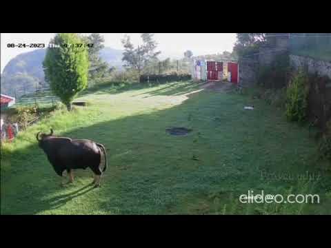 bull gaur jumps through gate like koolaid man running from another bull lmao