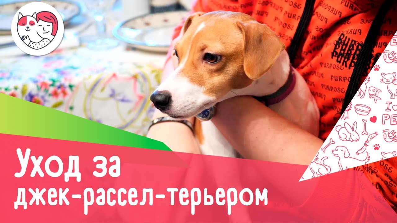 5 особенностей ухода за золотистым ретривером