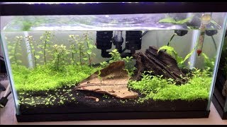 How to: Simple Shrimp Tank Setup