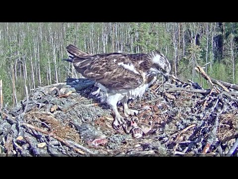 Estonian Osprey~The third chick is hatching 🐣~8:55 am 2020/05/27