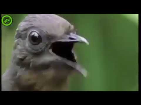 Most complex, Elaborate and Beautiful Bird Song in the World [EKM.CO]