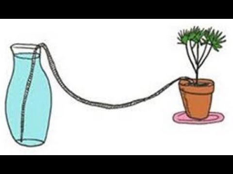 download lagu mp3 mp4 How To Keep Your Plants Alive While On Vacation, download lagu How To Keep Your Plants Alive While On Vacation gratis, unduh video klip How To Keep Your Plants Alive While On Vacation