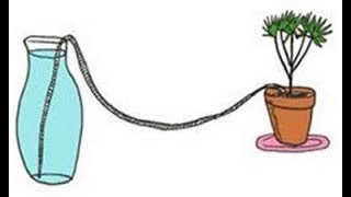 This Will Water Your Plants While on Vacation Works Like A Charm