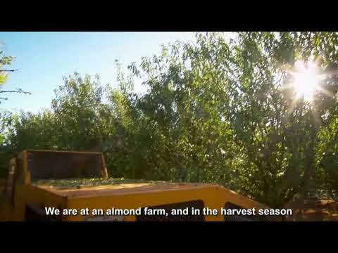 Awesome Almond Cultivation Technology - Almond Farming and Harvest