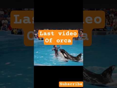 orca killed trainer Jessica Radcliffe, the last video #jessica #healthhallmark #orca #whale