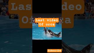 orca killed trainer Jessica Radcliffe, the last video #jessica #healthhallmark #orca #whale