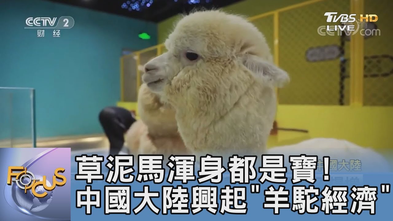 草泥馬渾身都是寶!中國大陸興起「羊駝經濟」