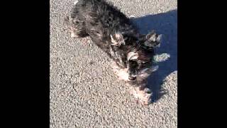 Run back when is your dog ,,angry" Run back when is your dog ,,angry"