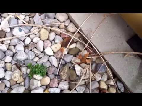 Pool Equipment Installation Review - Pool Pump Bearing Noise & Plumbing Leaks