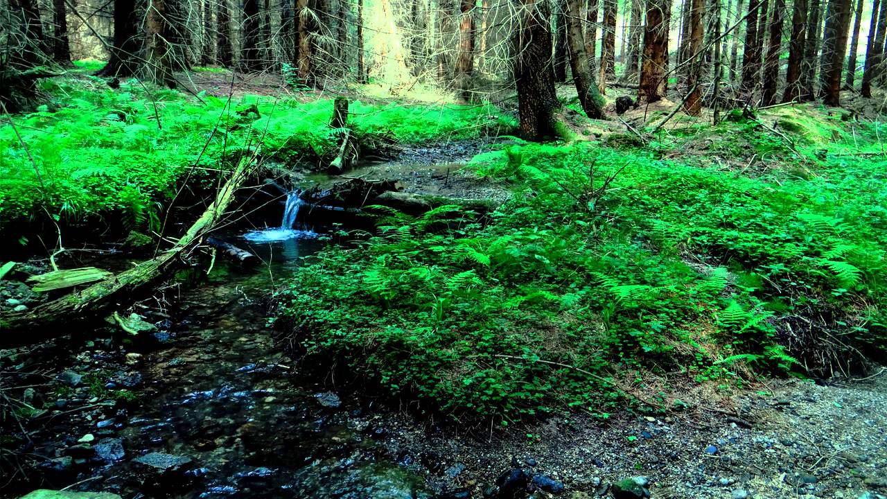 Скачать бесплатно без регистрации видео звуки природы Скачать бесплатно без регистрации видео звуки природы