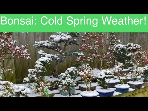 Bonsai: Cold Spring Weather Worries