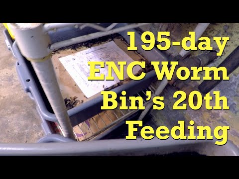 Previously "pocket-fed" ENC worm bin's 20th feeding on day 195 - vermicompost