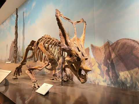 Museu Real Tyrrell de Paleontologia