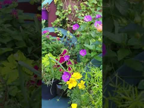 2021 Jaya Flowers @ Deck