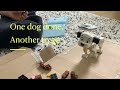 Watch Me Build The Lego 101 Dalmatians Set