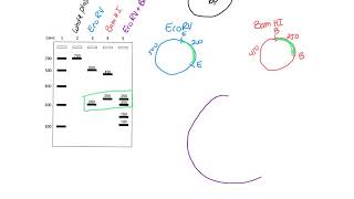 Restriction Mapping