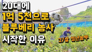 1억 5천으로 블루베리 농사 짓는 방법. 27살 블루베리 농부 인터뷰 [블루베리 농사]
