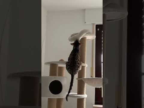 Hayvan the funny bengal cat destroys scratching post
