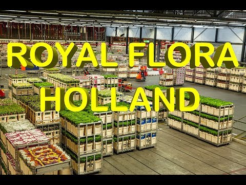 Netherlands Experience, Royal Flora Holland, Flower Market Holland, Flower Auction House Holland,