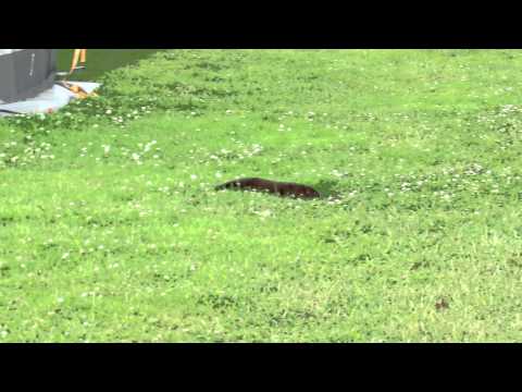 Minkar På First Camp Malmö Camping