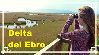 ¿Que hacer 1 día de Aventura en Delta del Ebro Playas, Flamencos y Kitesurf | Tarragona, España