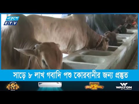 চট্টগ্রামের সাড়ে ৮ লাখ গবাদি পশু কোরবানীর জন্য প্রস্তুত