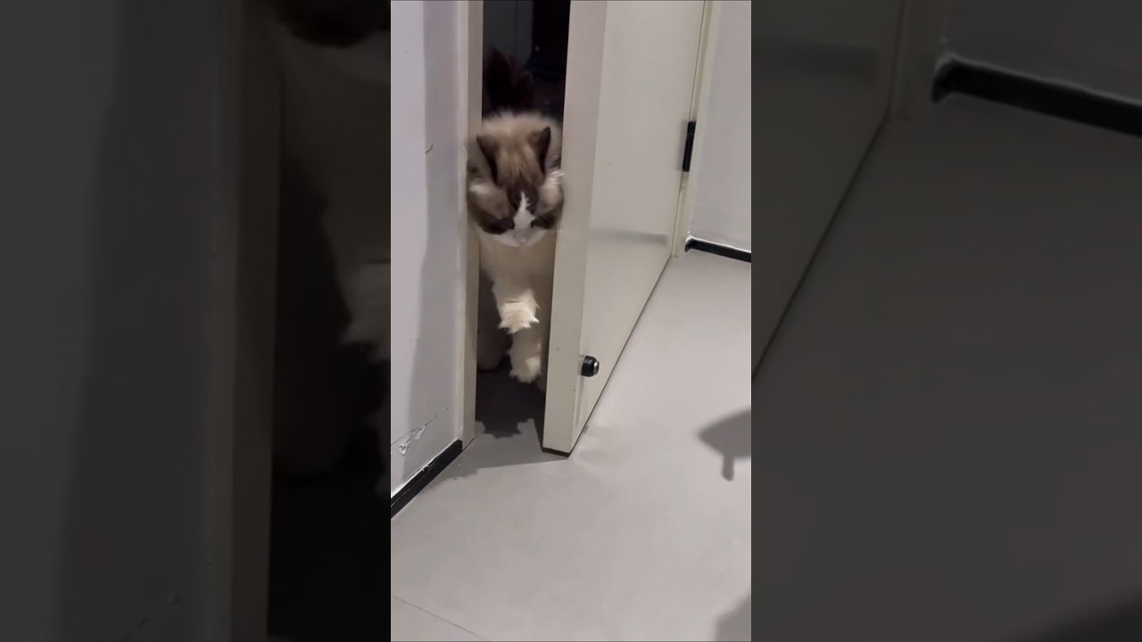 The Classic Cat Door Entrance 🐾🚪