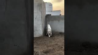 Big Pakistani Bully Dog ⚠️  #pakistanibully #dog #dogs #big #huge
