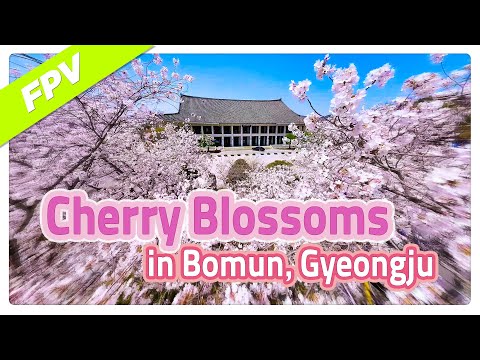 Cherry blossoms in Bomun, Gyeongju [Gyeongbuk Korea]