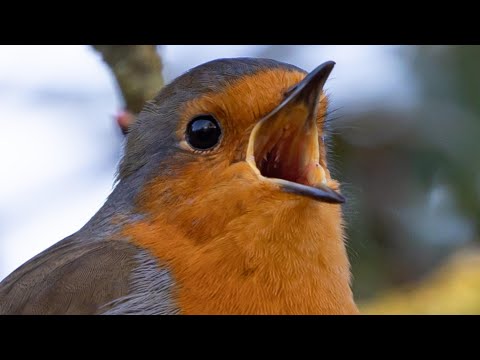 Rotkehlchen Gesang 🌞 Der charmante Sänger des Waldes