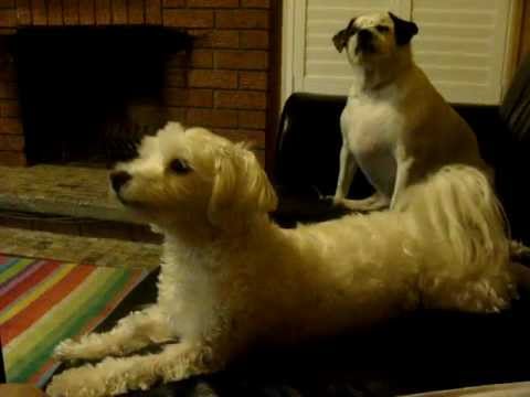 funny howling dogs