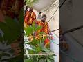 Sandeep Potharaju Sudden Entry With Nagaraj Potraj At Bonalu 2025 Hyderabad Potharaju Bonalu2025