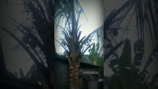 Download lagu petir menyambar pohon kelapa #youtubeshorts #ytshorts #viral mp3