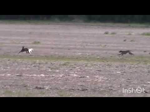 Galgos san Antonio de areco laurel gaby y los cachorros 