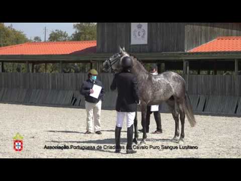 4 Licor - Aprovação Extraordinária de Garanhões