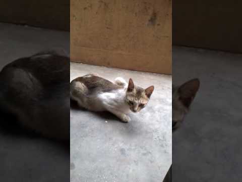 fun time with my pet