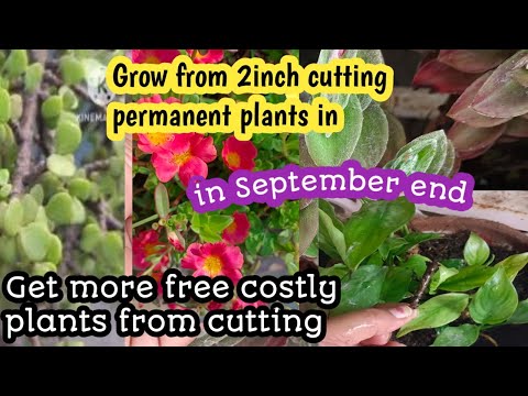 Grow 20+plants from 2 inch cutting in September end and get more free plants in October your garden