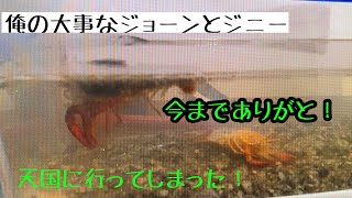 [ペット]俺の大事なジョンとジニーが天国に行きました！