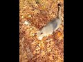 Meow By Sweet Meow Grey Tabby Waits For Me Shorts
