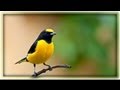 Amazing Natural Bird Sounds 