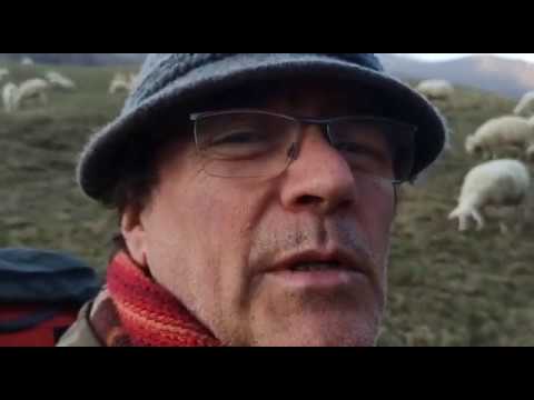 Pascolo in montagna con pecore, capre e cane pastore | Shepherd life in Italy's Coronavirus Lockdown
