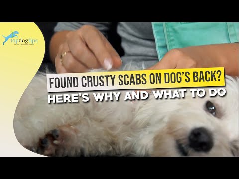 Found Crusty Scabs on Dog’s Back? Here’s Why and What to Do