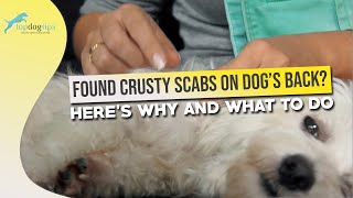 Found Crusty Scabs on Dog’s Back Here’s Why and What to Do