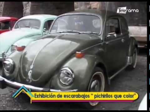 Exhibición de escarabajos Pichirilos que color