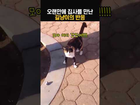 오랜만에 집사를 만난 길냥이의 반응