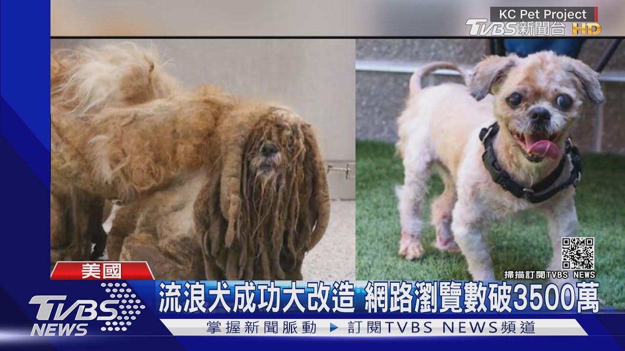 昔日長毛流浪犬大改造 剃毛露出真面目後爆紅