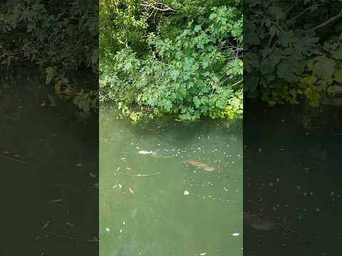 Petit silure curieux 😁 Small catfish curious but not hungry 😂 whopper plopper #fishing #catfish